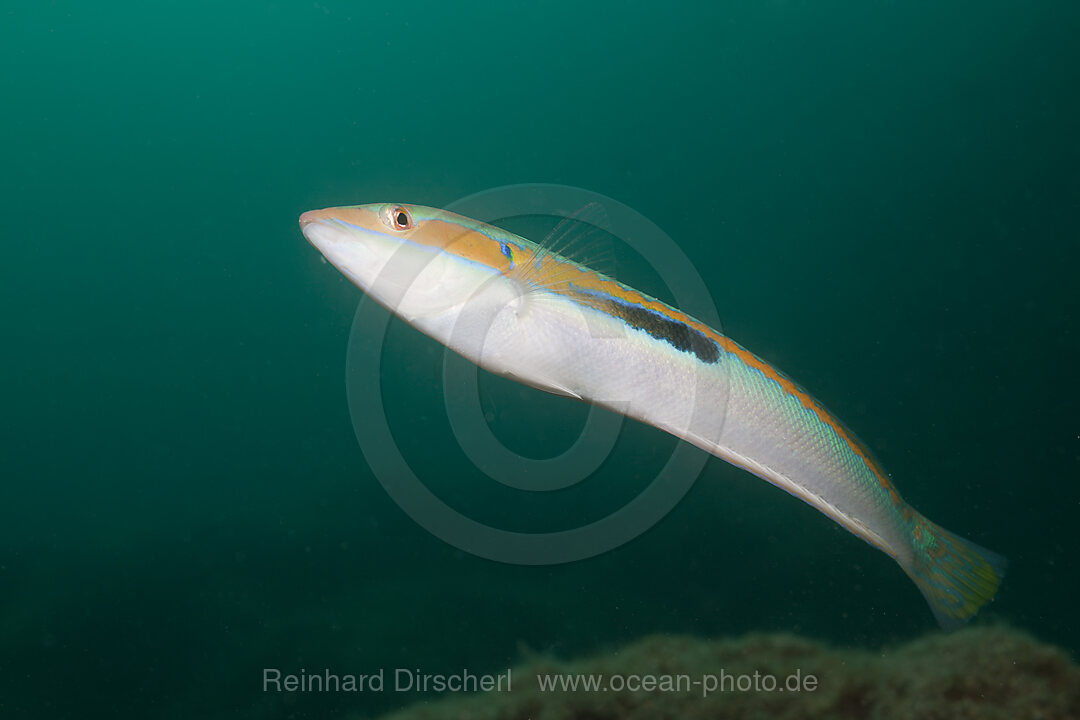 Rainbow Wrasse, Coris julis, Istria, Adriatic Sea, Mediterranean Sea, Croatia