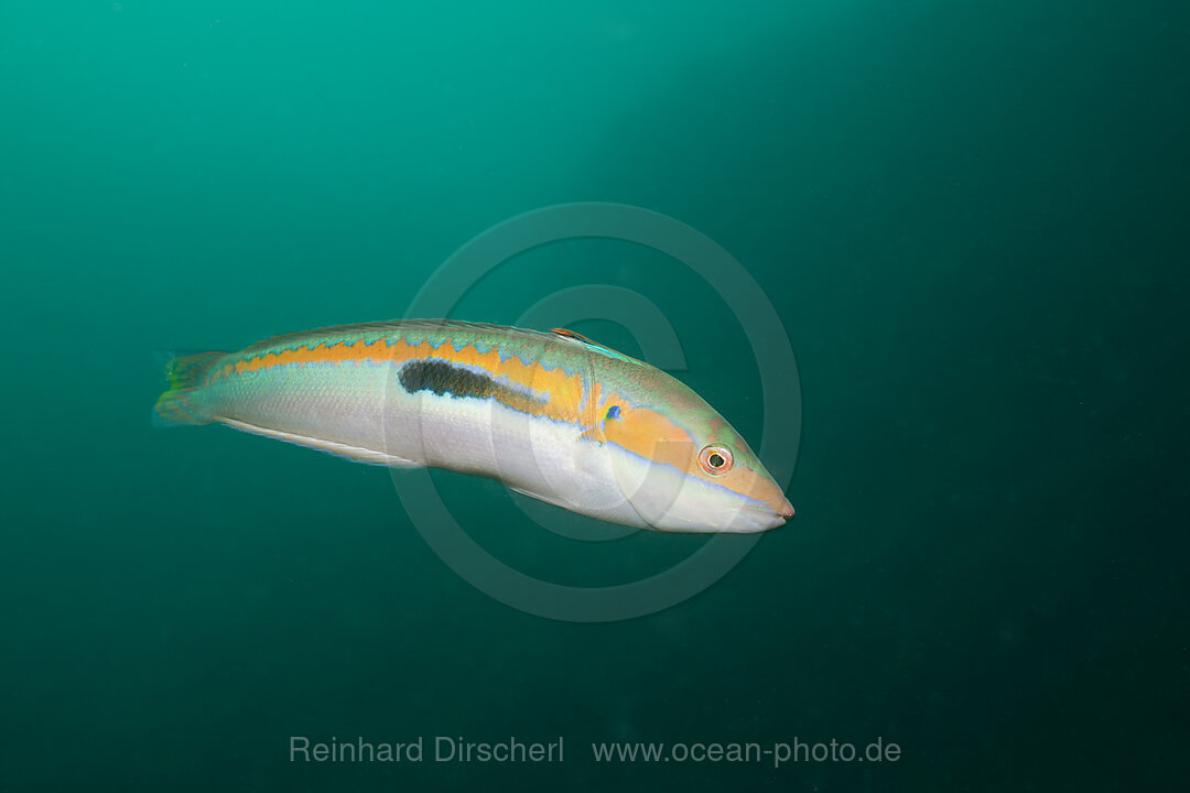 Rainbow Wrasse, Coris julis, Istria, Adriatic Sea, Mediterranean Sea, Croatia