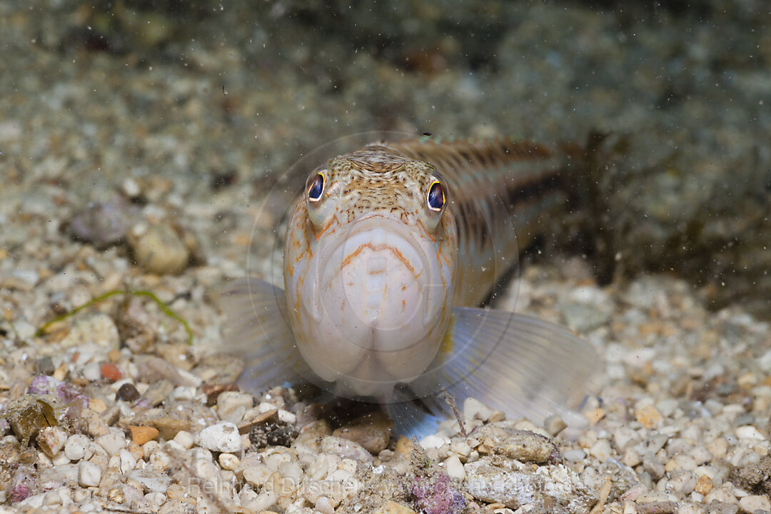 Buntes Petermaennchen, Trachinus draco, Istrien, Adria, Mittelmeer, Kroatien