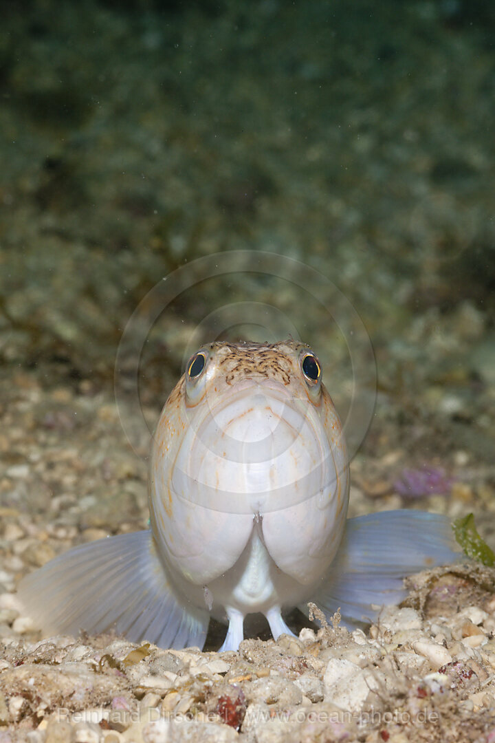 Buntes Petermaennchen, Trachinus draco, Istrien, Adria, Mittelmeer, Kroatien