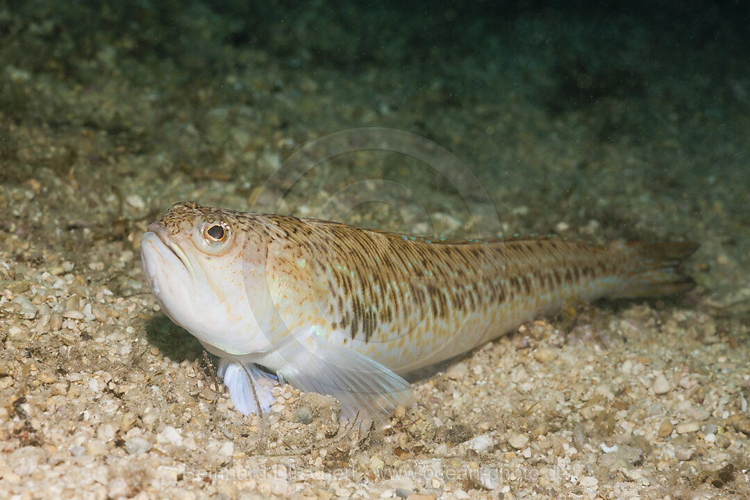 Streaked Weever, Trachinus radiatus, Istria, Adriatic Sea, Mediterranean Sea, Croatia