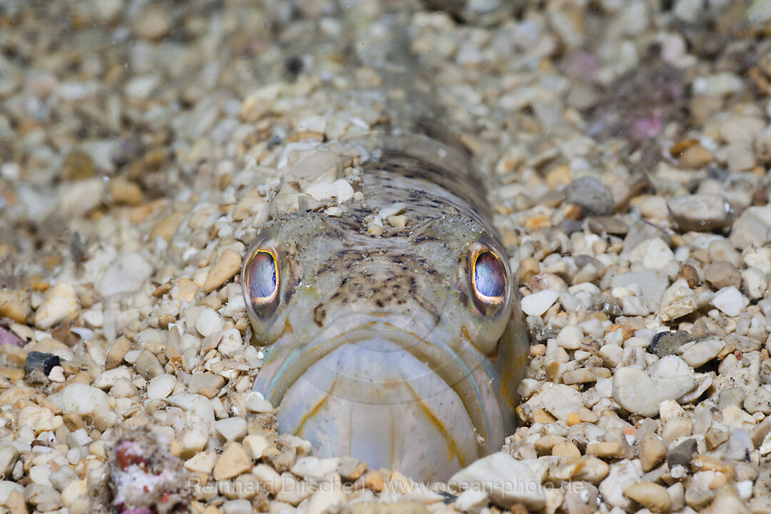 Streaked Weever, Trachinus radiatus, Istria, Adriatic Sea, Mediterranean Sea, Croatia