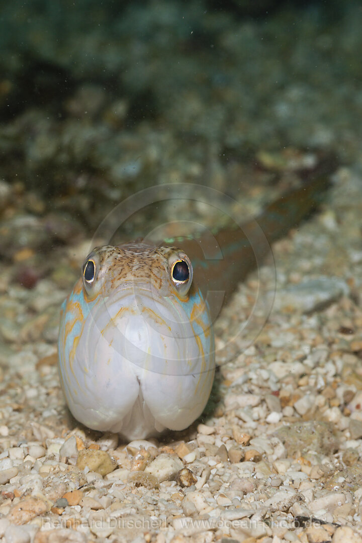 Greater Weever, Trachinus draco, Istria, Adriatic Sea, Mediterranean Sea, Croatia