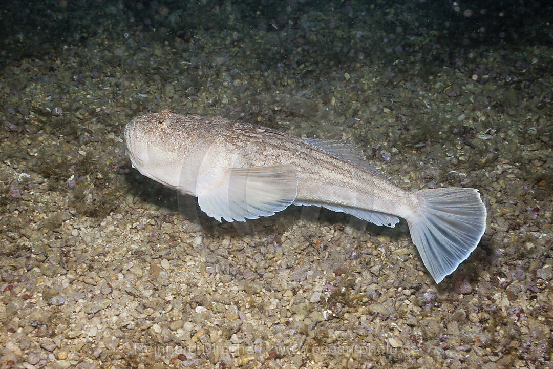 Star Gazer, Uranoscopus scaber, Istria, Adriatic Sea, Mediterranean Sea, Croatia