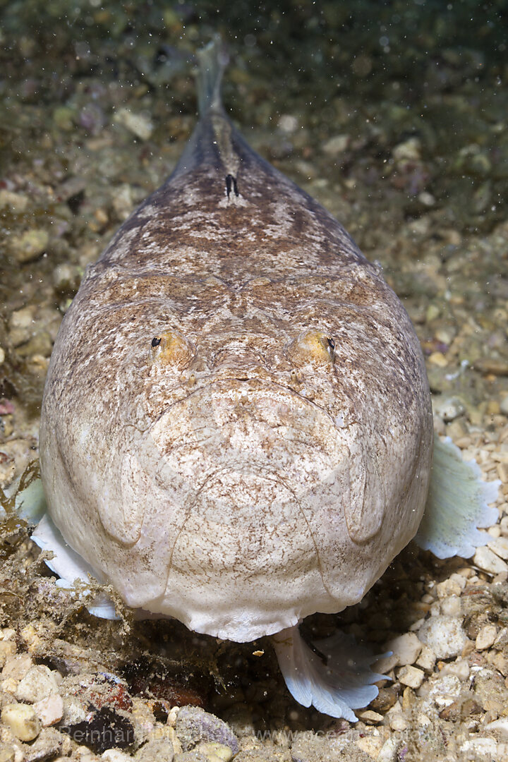 Star Gazer, Uranoscopus scaber, Istria, Adriatic Sea, Mediterranean Sea, Croatia