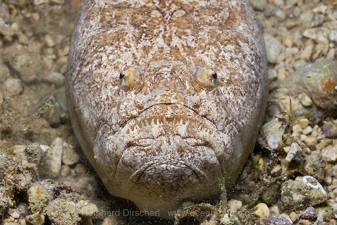 Himmelsgucker, Uranoscopus scaber, Istrien, Adria, Mittelmeer, Kroatien