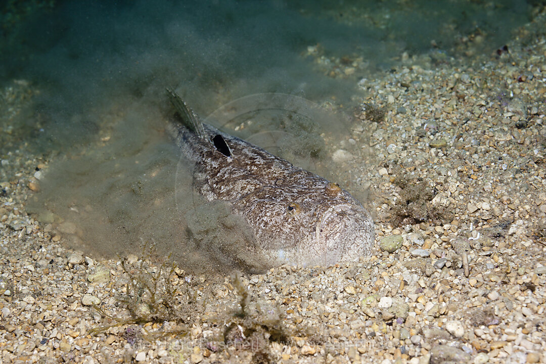 Himmelsgucker vergraebt sich im Sand, Uranoscopus scaber, Istrien, Adria, Mittelmeer, Kroatien