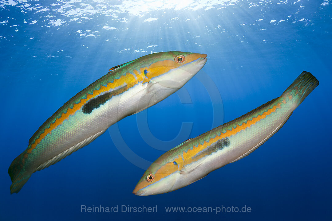 Rainbow Wrasse