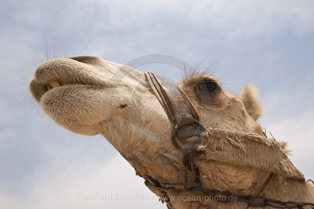 Dromedar, Arabisches Kamel, Camelus dromedarius, Dahschur, Aegypten