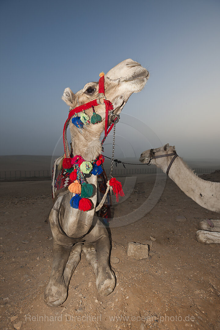 Dromedar, Arabisches Kamel