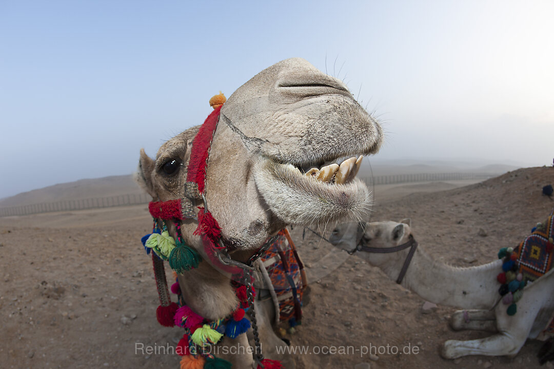 Dromedar, Arabisches Kamel