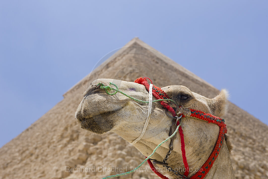 Pyramid of Khafra, Cairo, Egypt