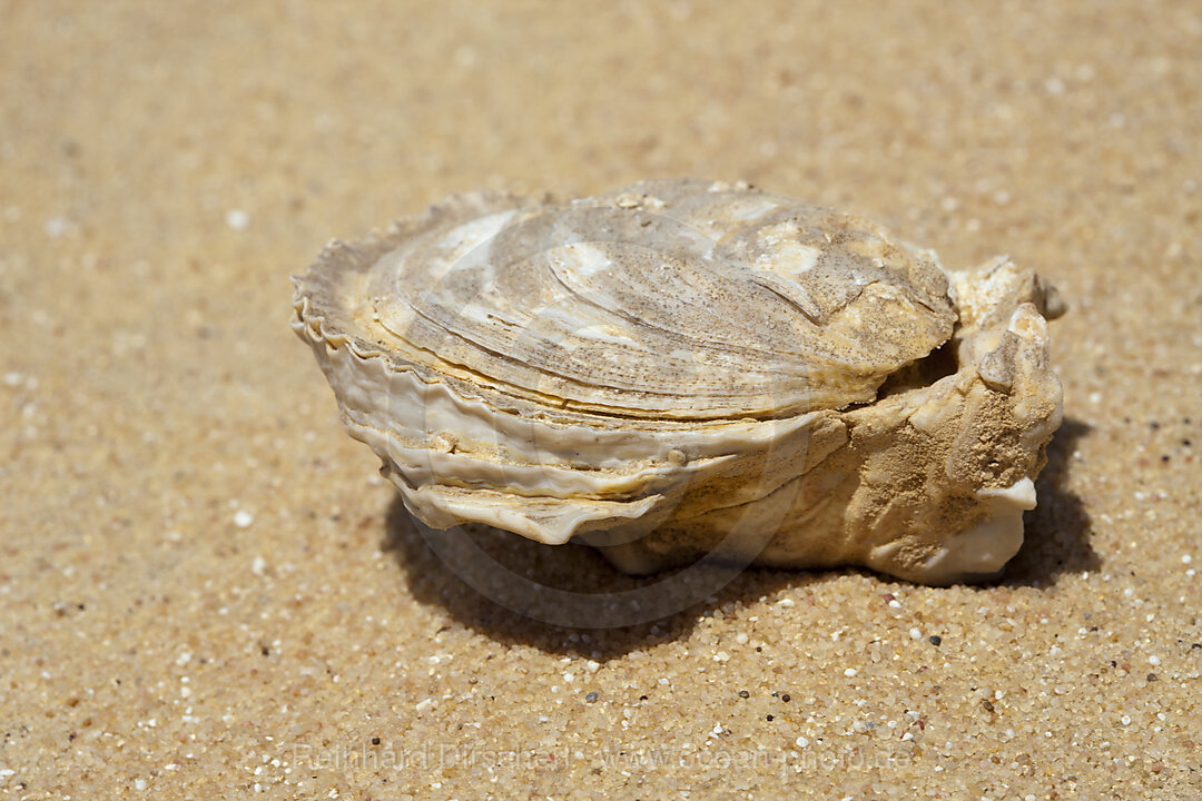 Fossil Shells in Desert