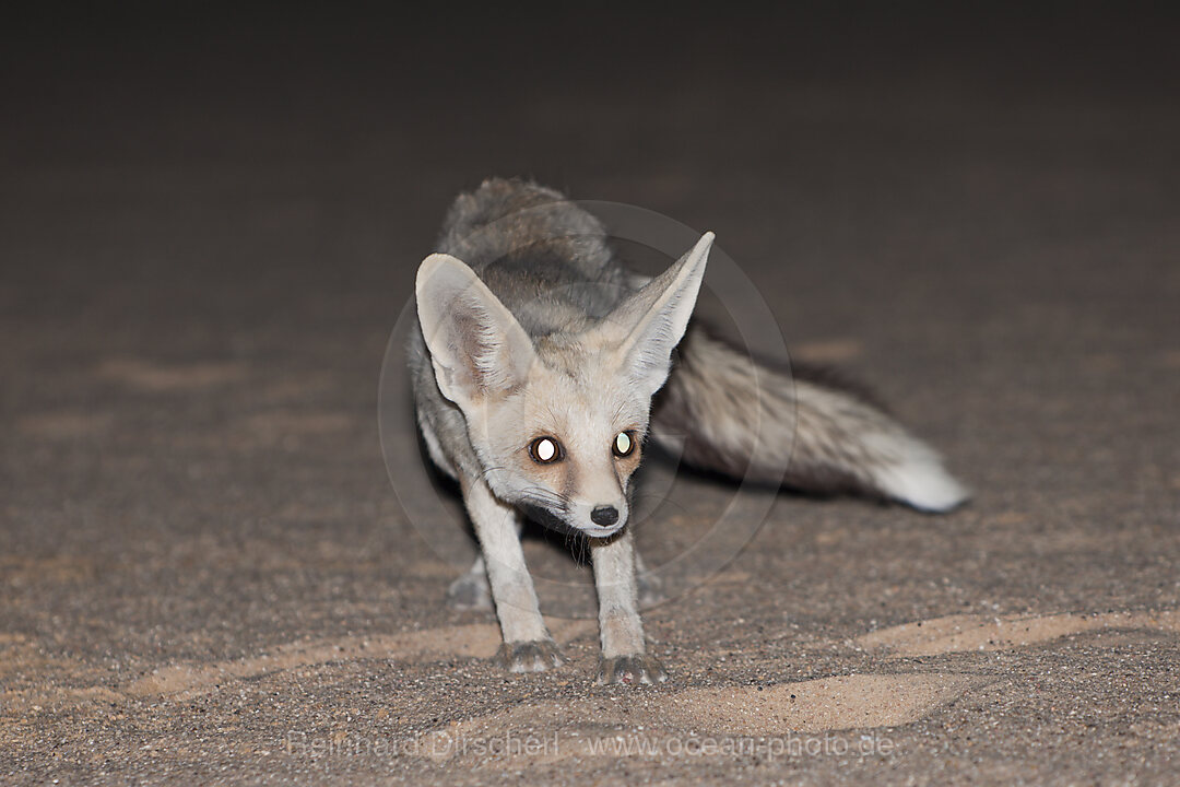 Desert Fox at Night