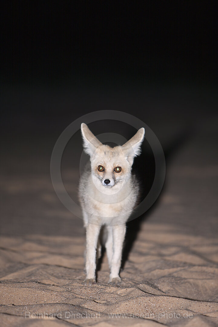 Desert Fox at Night