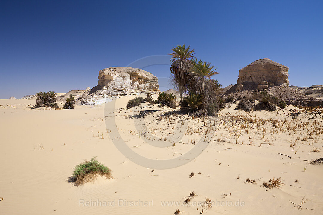 Oasis al-Wadi near White Desert National Park