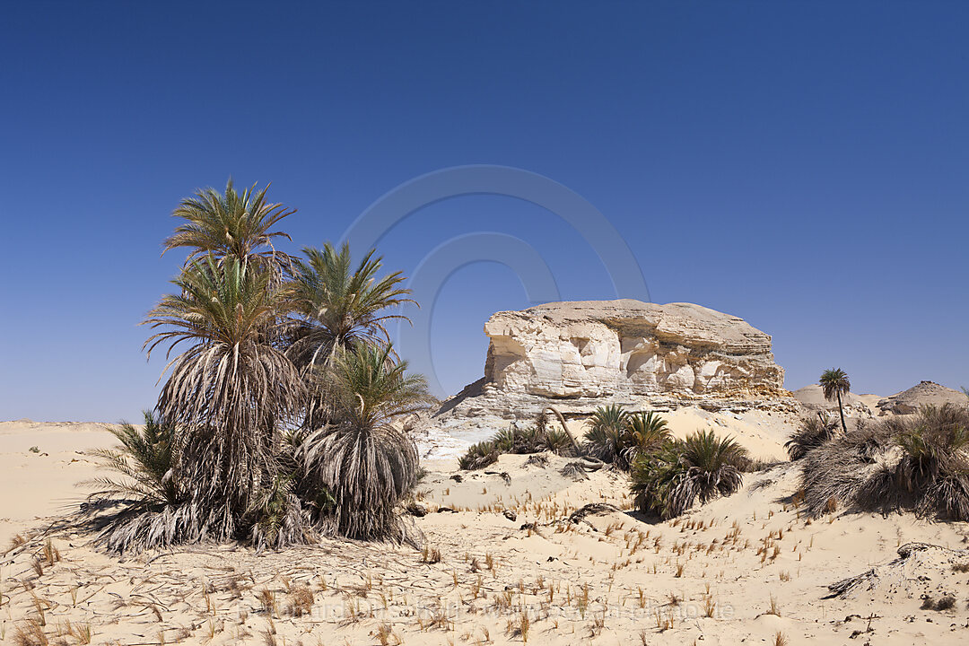 Oasis al-Wadi near White Desert National Park