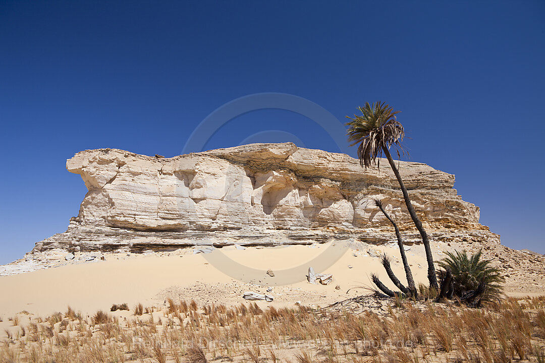 Oasis al-Wadi near White Desert National Park