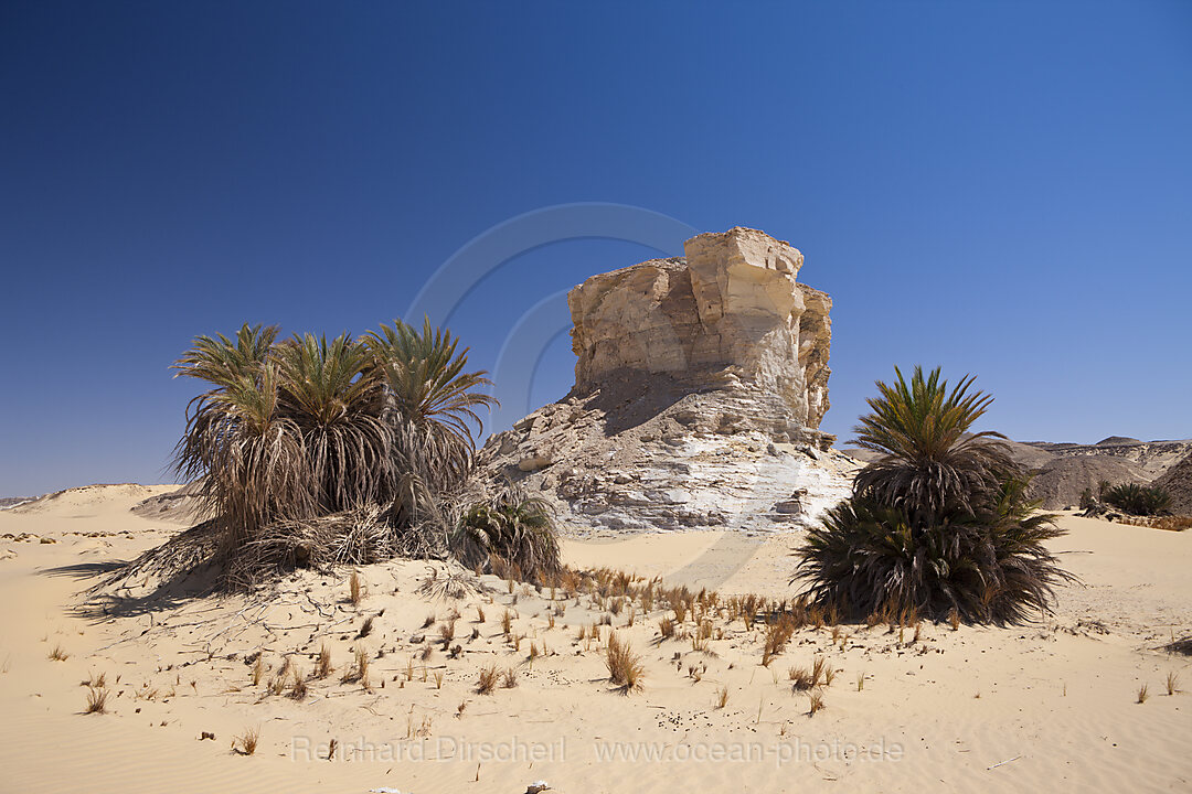 Oasis al-Wadi near White Desert National Park