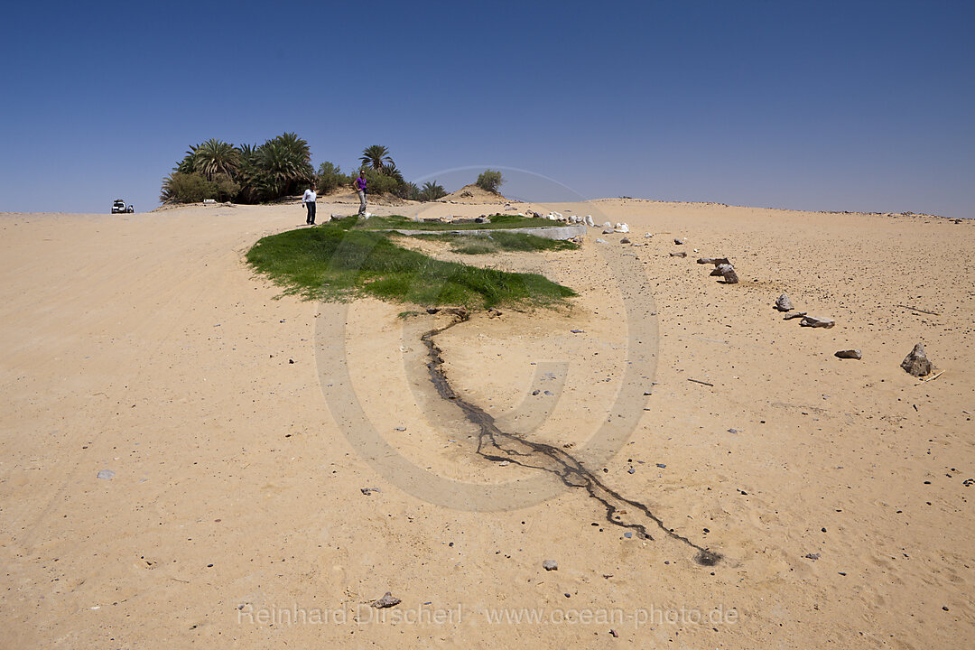 Oasis Ain Khadra near White Desert National Park