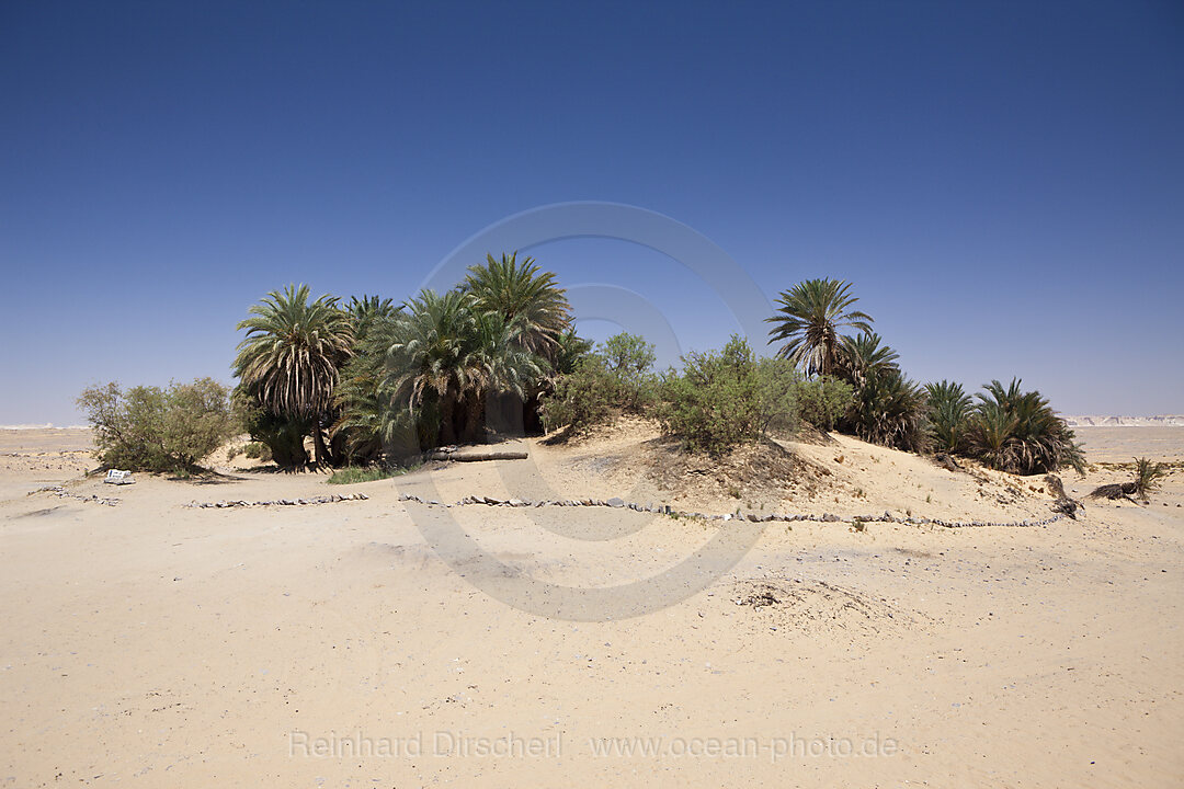 Oasis Ain Khadra near White Desert National Park