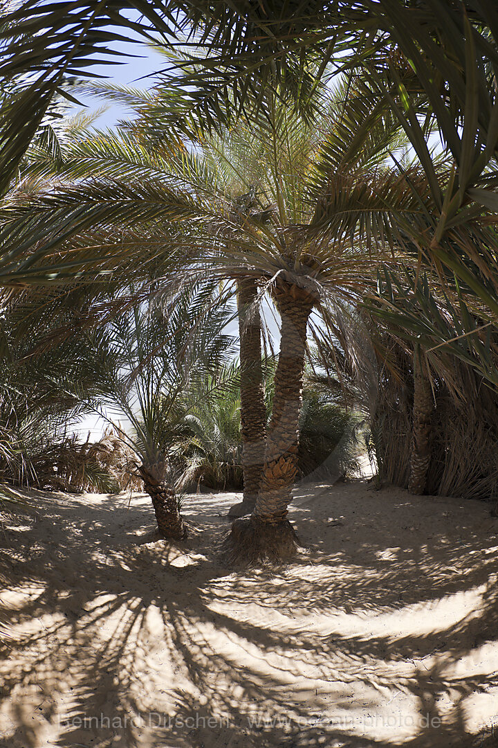 Oasis Ain Khadra near White Desert National Park