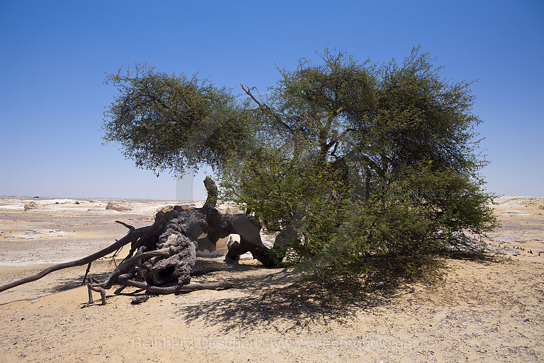 Old Acacia Tree Al Salta in Oasis Ain Khadra near White Desert National Park