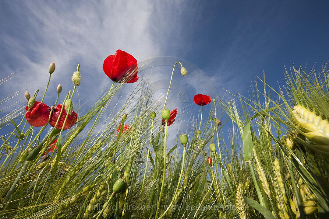 Red Poppy in Corn Field, Papaver rhoeas, Munich, Bavaria, Germany