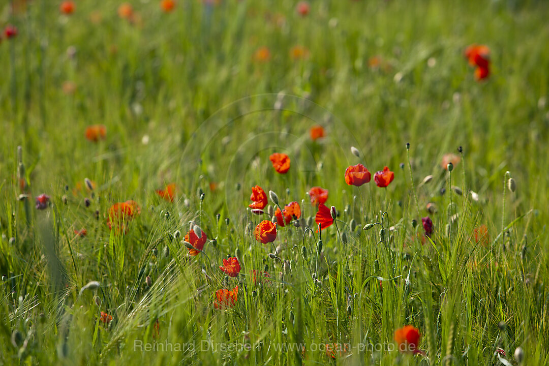 Klatschmohn in Kornfeld