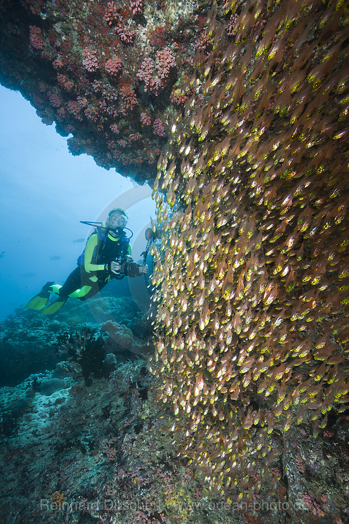 Pygmy Sweeper and Scuba Diver