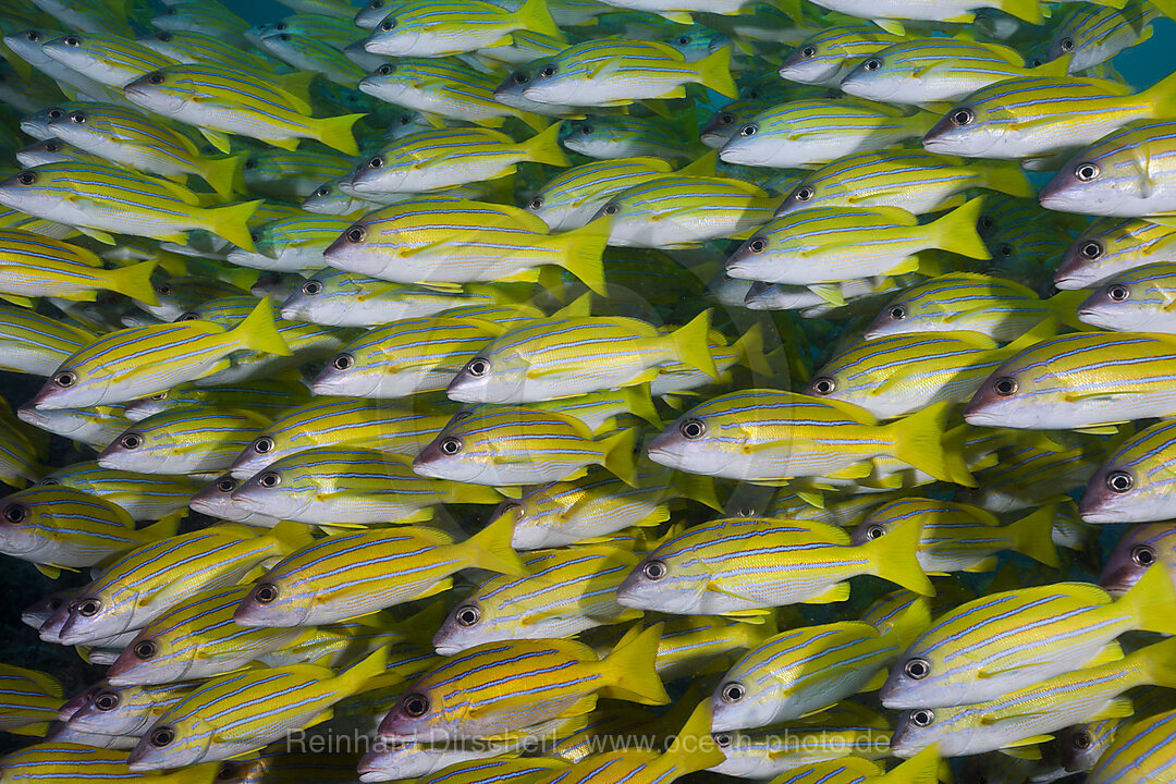 Shoal of Bluestripe Snapper
