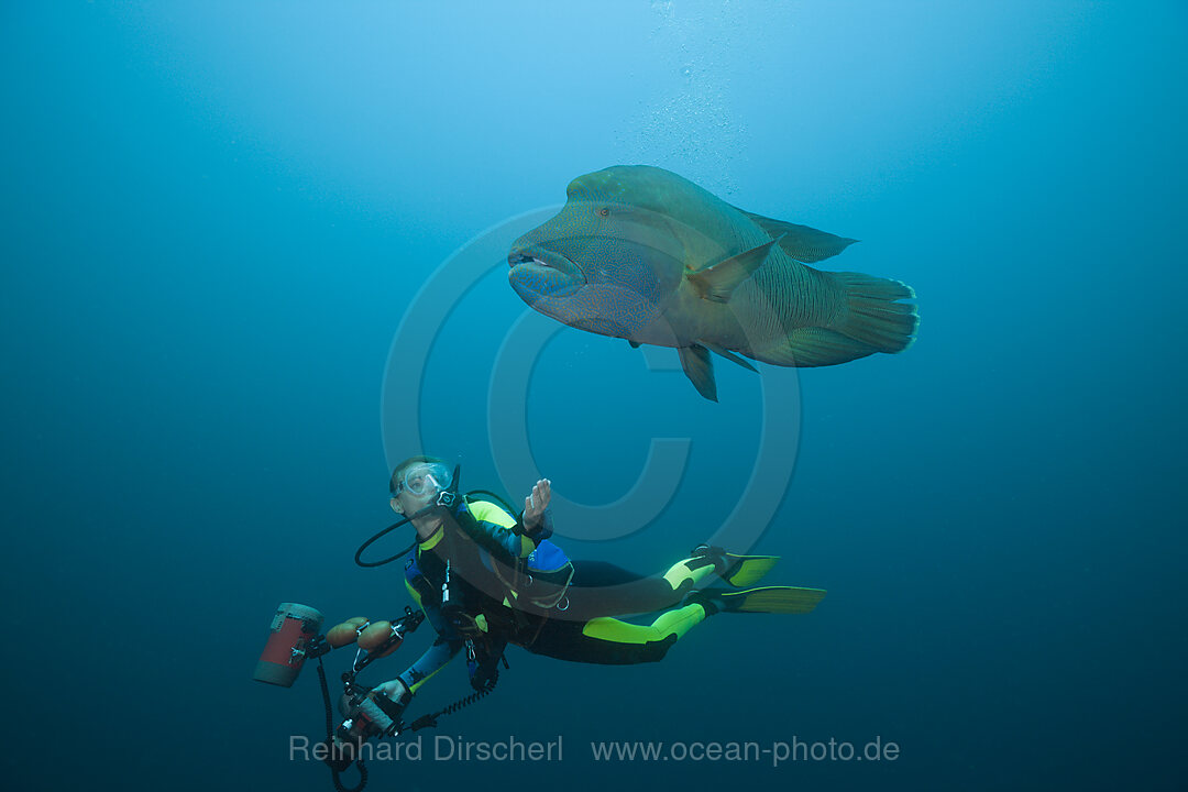 Diver and Napoleon Wrasse