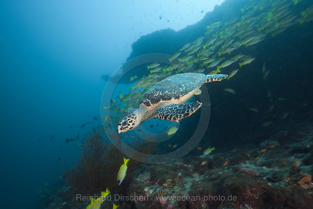 Hawksbill Turtle