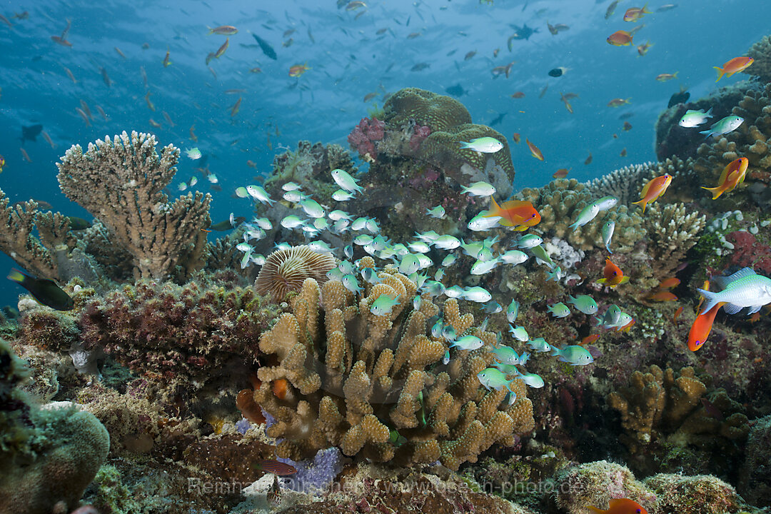 Schooling Chromis