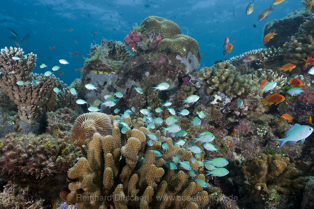 Reef with Chromis Fishes