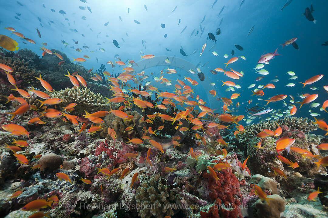 Coral Reef with Lyretail Anthias