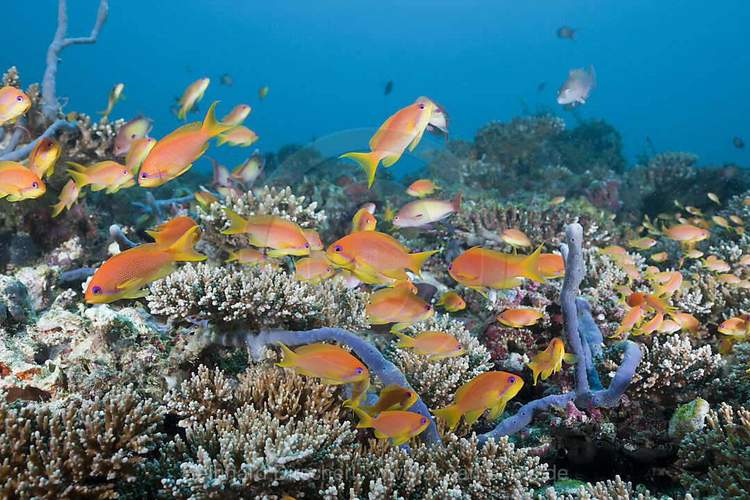 Coral Reef with Lyretail Anthias