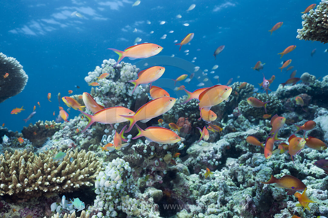 Juwelen-Fahnenbarsche, Pseudanthias squamipinnis, Nord Ari Atoll, Malediven