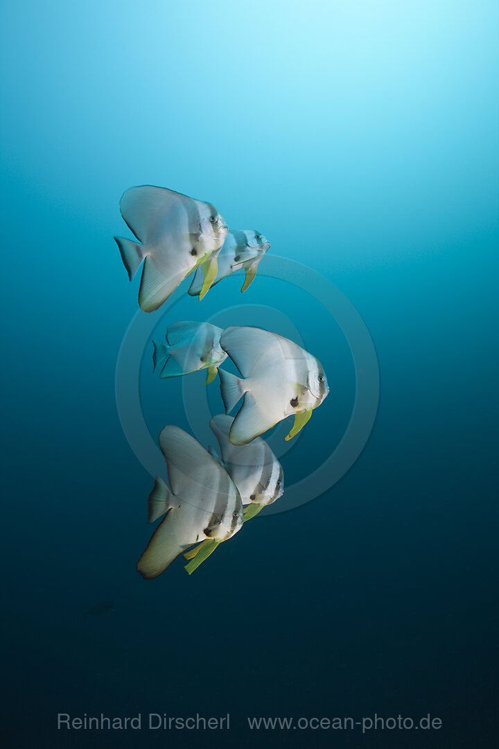 Longfin Batfish