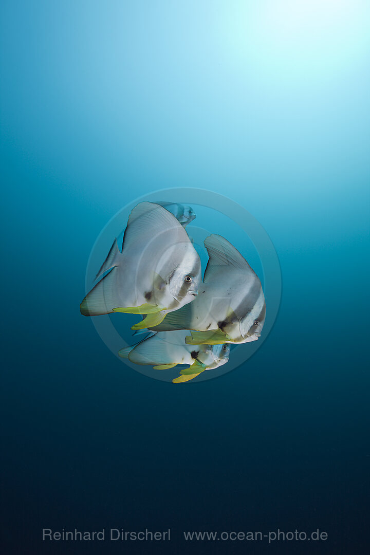 Longfin Batfish