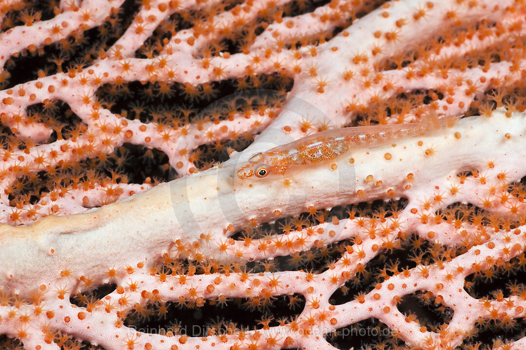 Whip-Gobi on Sea Fan