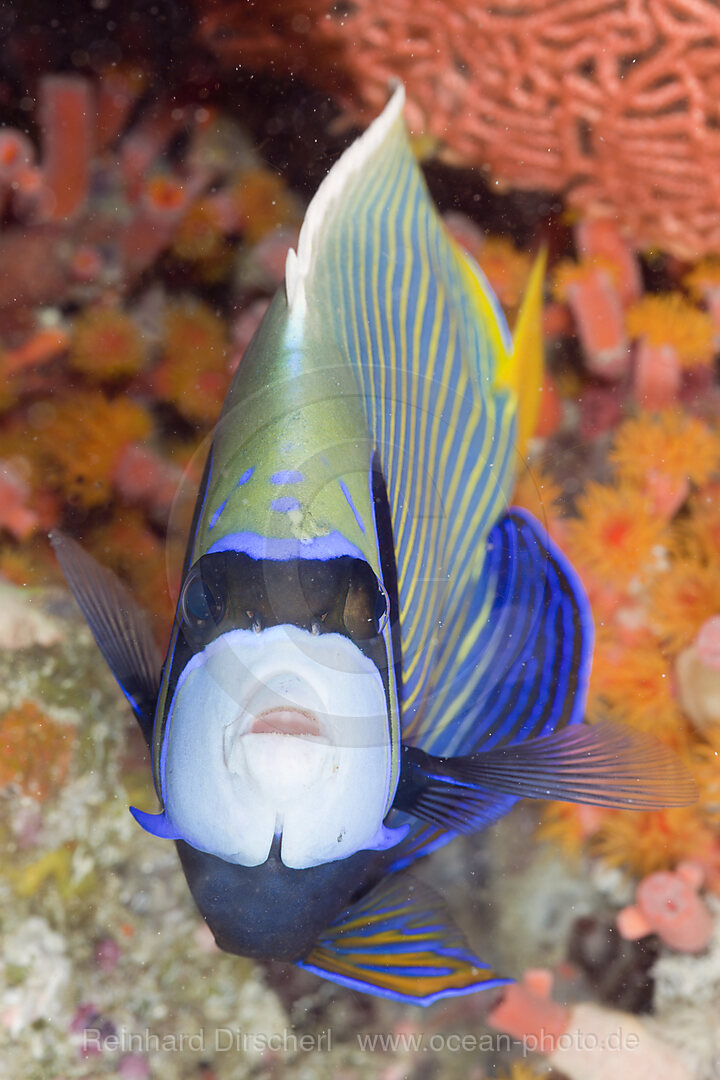 Imperator Kaiserfisch