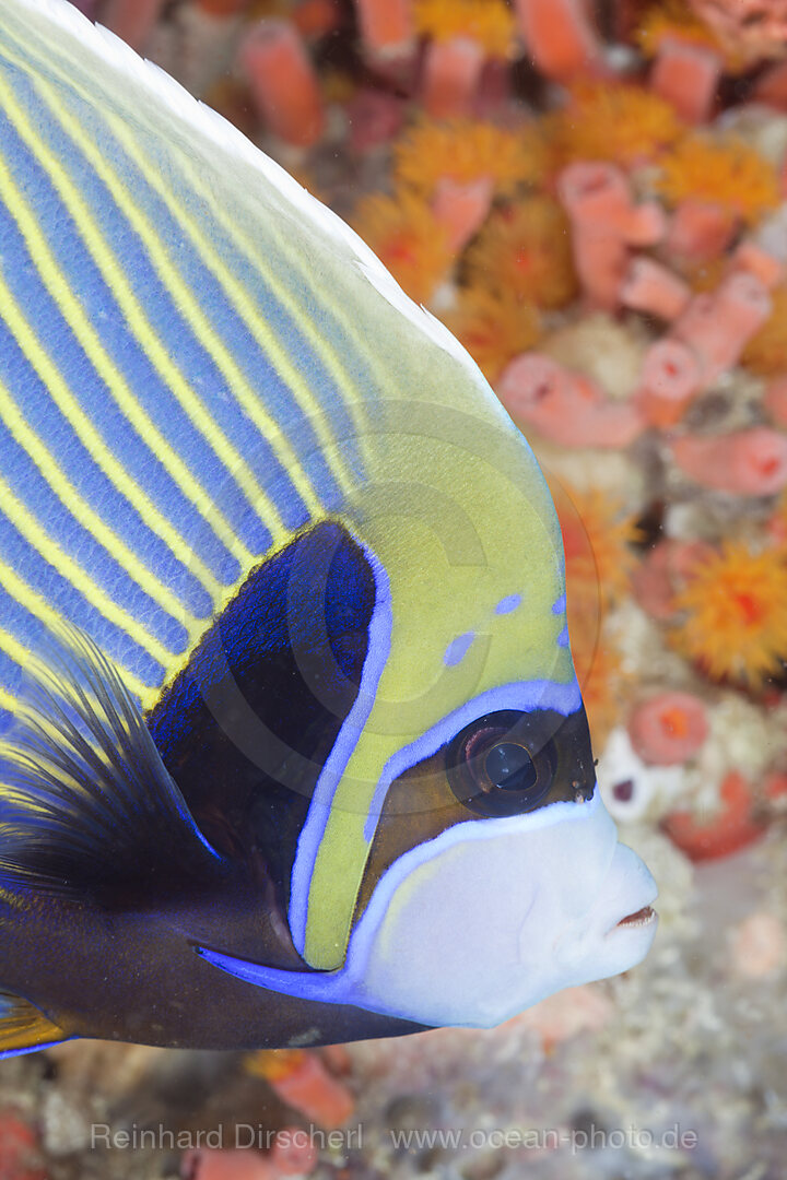 Emperor Angelfish