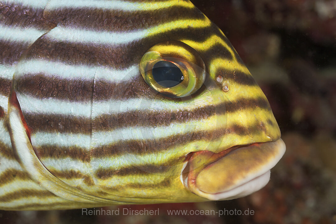 Oriental Sweetlips