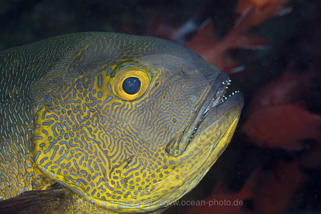 Black and White Snapper