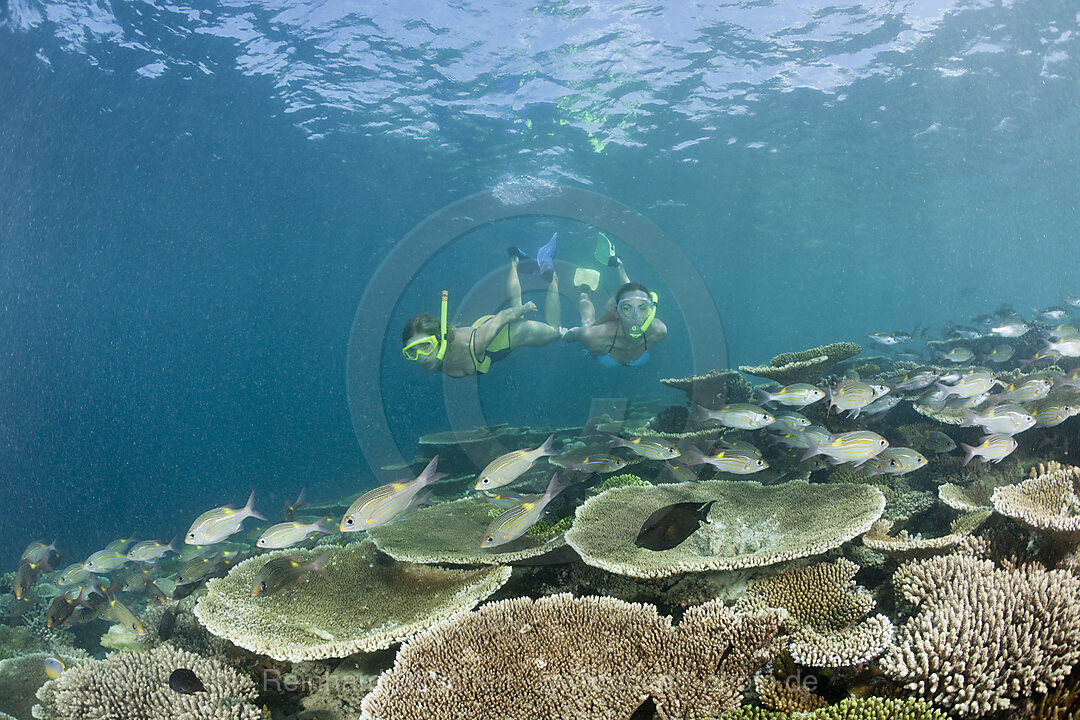 Gesundes Riffdach und Schnorchler, Ellaidhoo Hausriff, Nord Ari Atoll, Malediven