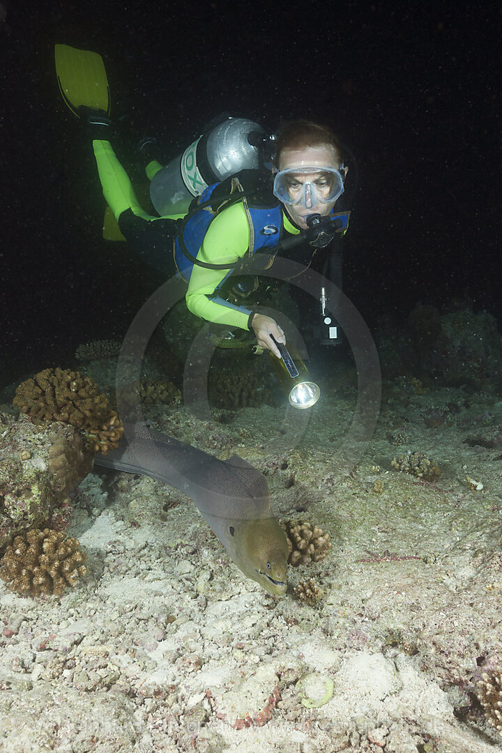 Diver come across Giant Moray at Night
