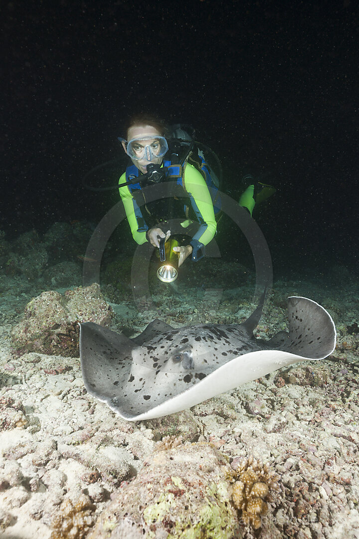 Diver come across Blotched Fantail Stingray at Night