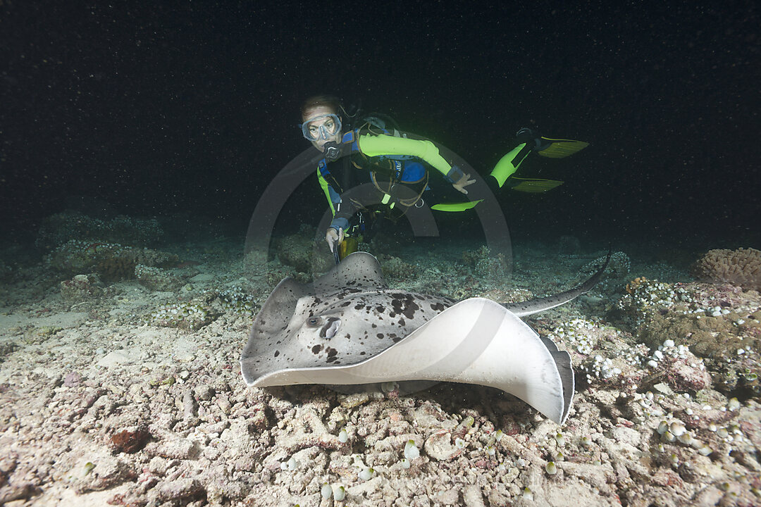 Taucher begegnet Schwarzpunkt-Stachelrochen beim Nachttauchen, Taeniura meyeni, Maya Thila, Nord Ari Atoll, Malediven