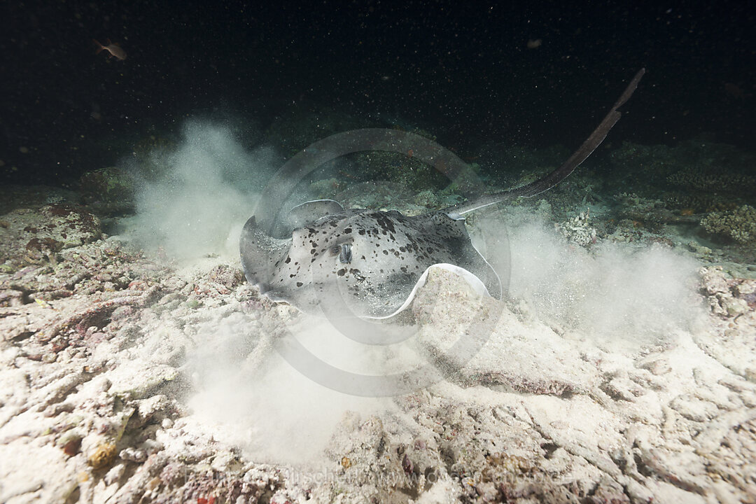 Blotched Fantail Stingray hunting at Night
